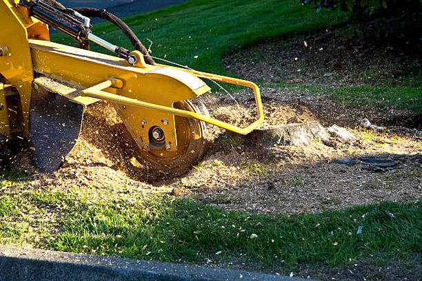 Best Emergency Storm Tree Removal  in Aztec, NM